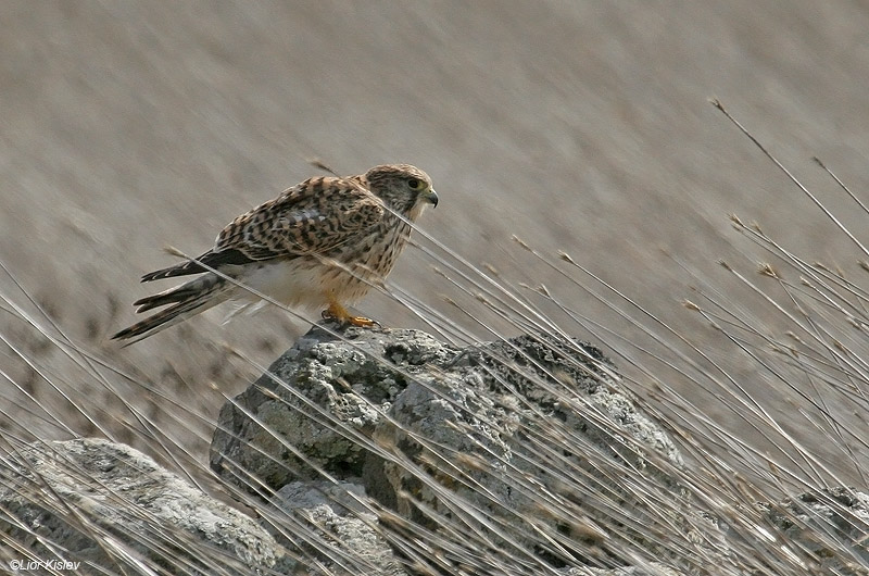  בז מצוי Common Kestrel Falco  Tinnunculus                     עמק הבכא,רמת הגולן,ספטמבר 2009.צלם:ליאור כסלו     